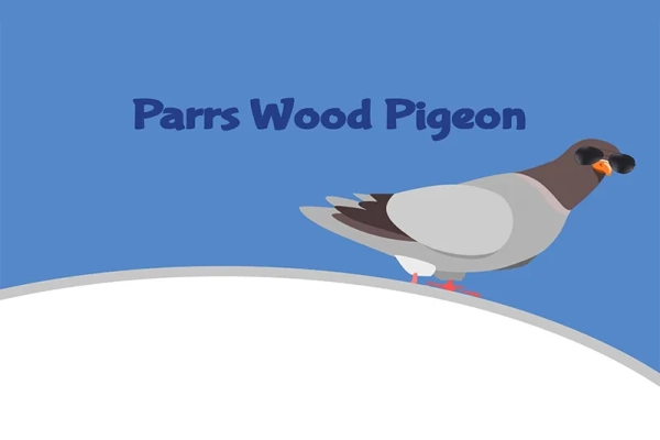 Parrs Wood Pigeon
